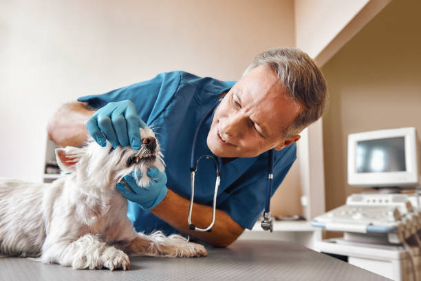 Best Emergency Dental Care for Sports Injuries in Borger, TX